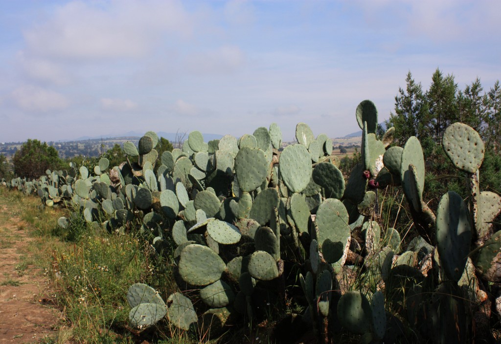 Foto: Paisaje Mexicano En Noviembre - Apan (Hidalgo), México