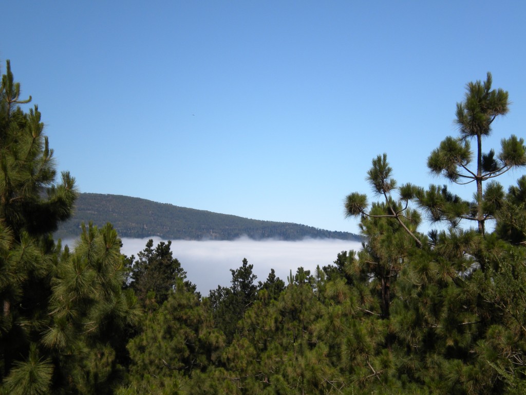 Foto de Parque Nacional del Teide (Santa Cruz de Tenerife), España