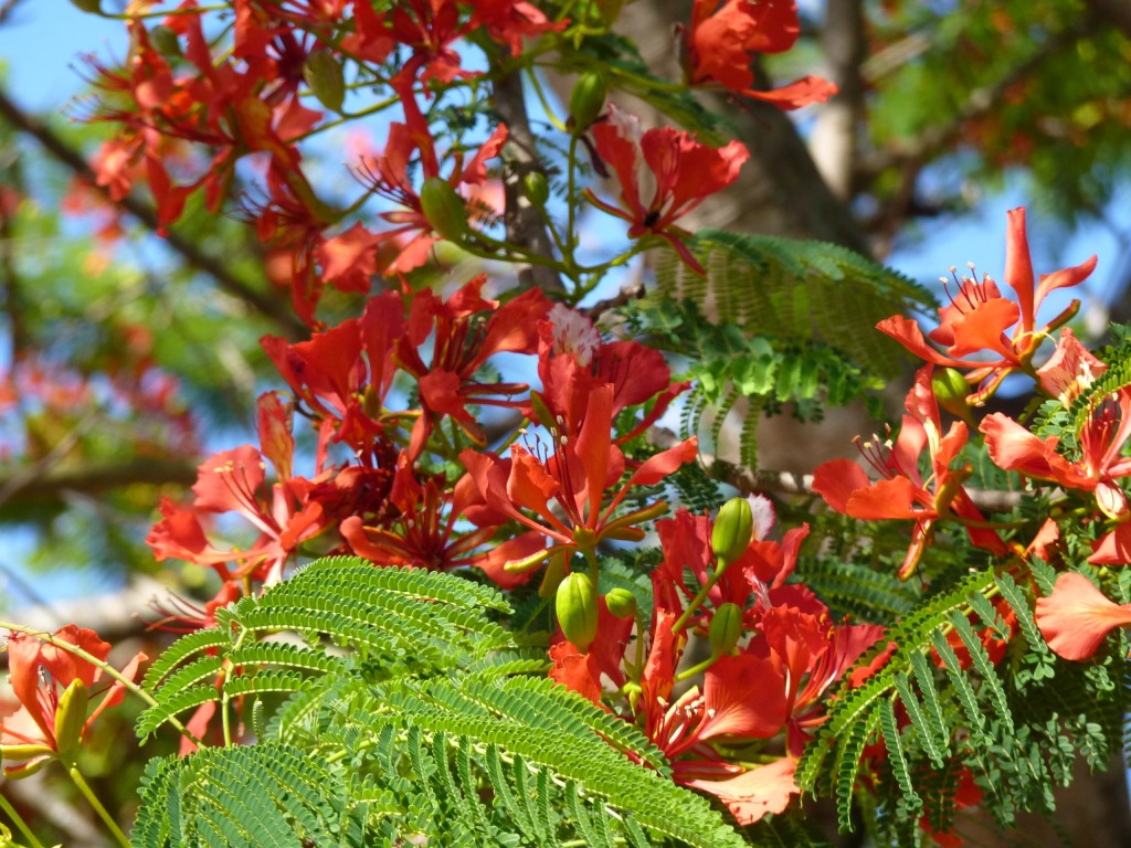 Foto: Hito Tres Fronteras - Puerto Iguazú (Misiones), Argentina