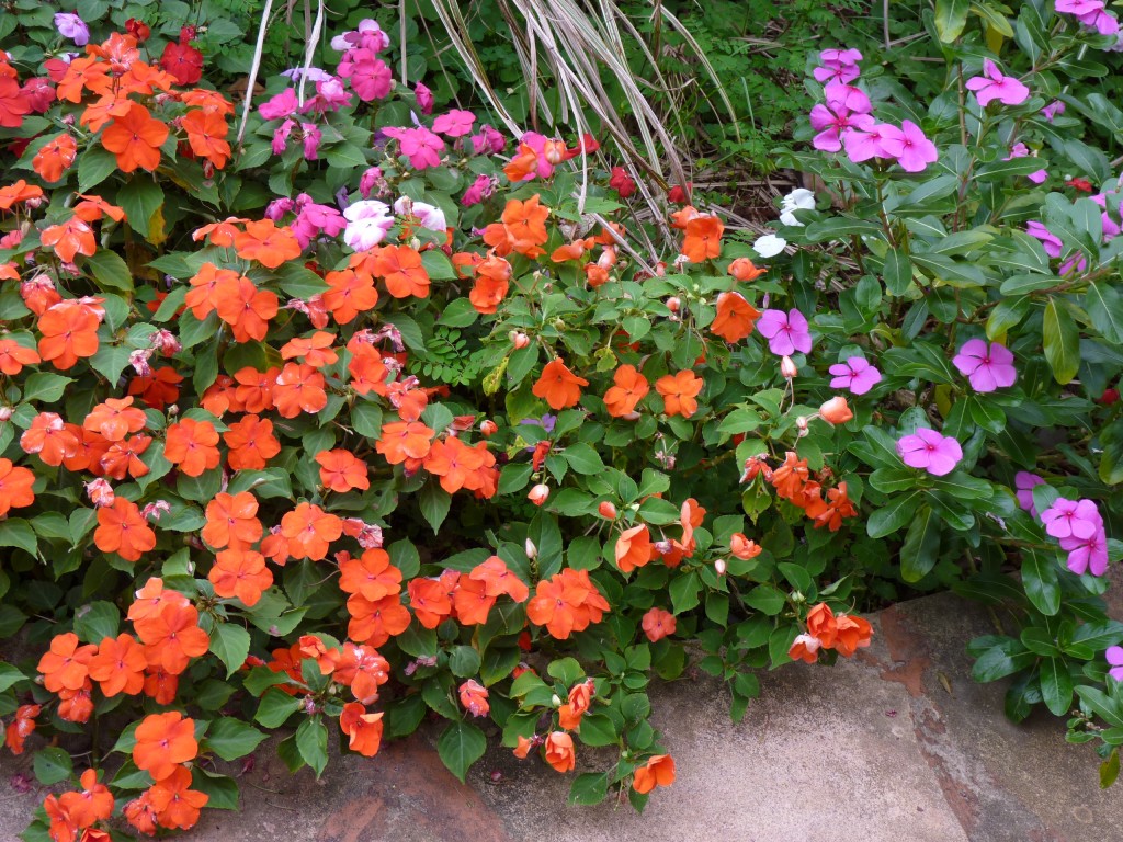 Foto: Flores - Puerto Iguazú (Misiones), Argentina