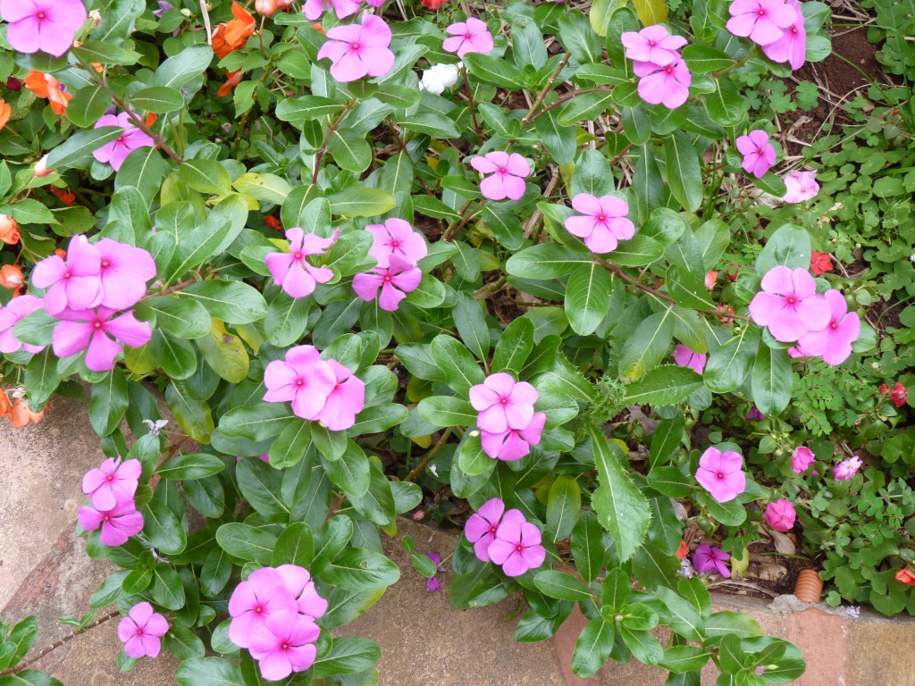 Foto: Flores - Puerto Iguazú (Misiones), Argentina