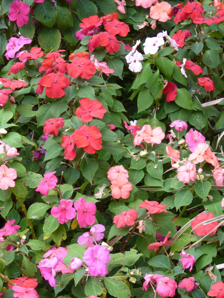 Foto: Flores - Puerto Iguazú (Misiones), Argentina