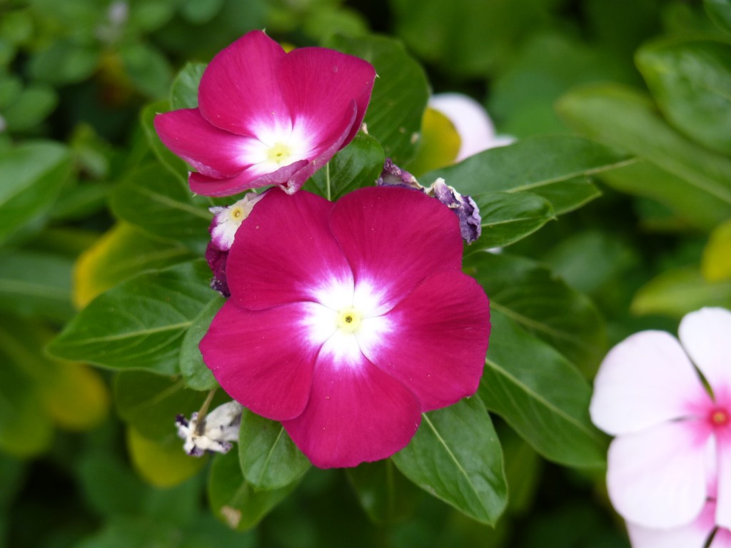 Foto: Flores - Puerto Iguazú (Misiones), Argentina