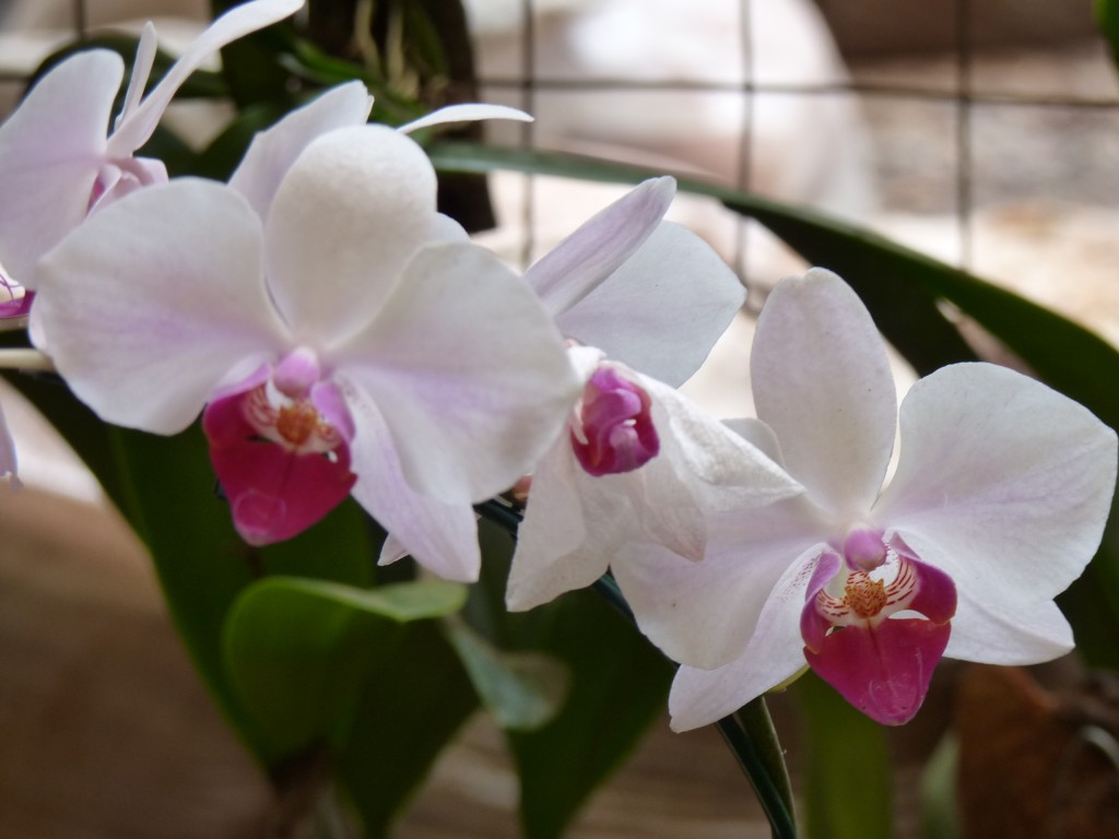 Foto: Flores - Puerto Iguazú (Misiones), Argentina