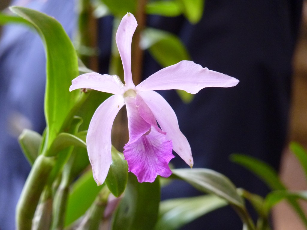Foto: Orquidiario - Puerto Iguazú (Misiones), Argentina