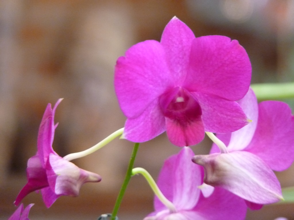 Foto: Orquidiario - Puerto Iguazú (Misiones), Argentina