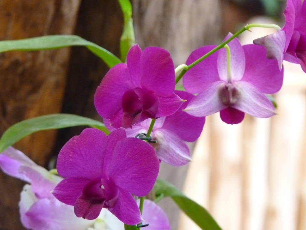 Foto: Orquidiario - Puerto Iguazú (Misiones), Argentina