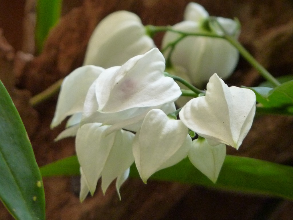 Foto: Orquidiario - Puerto Iguazú (Misiones), Argentina
