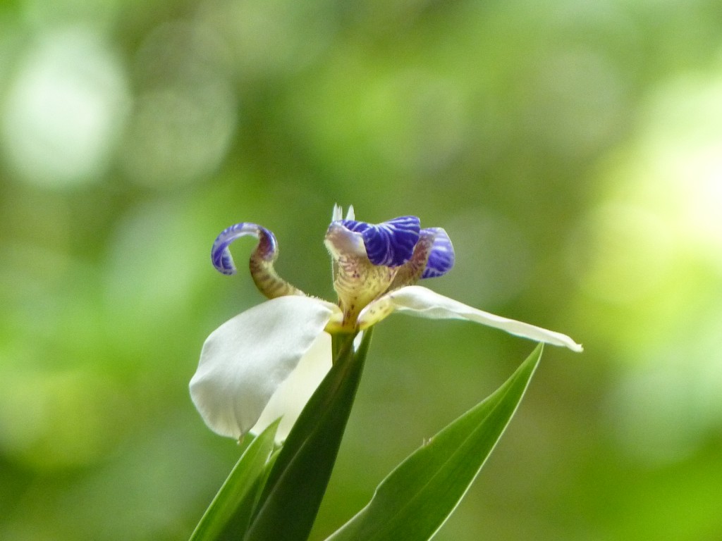Foto: Orquidiario - Puerto Iguazú (Misiones), Argentina