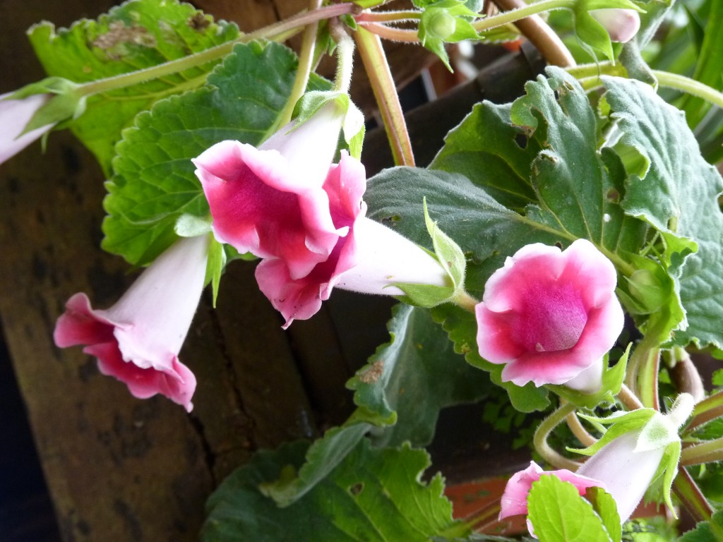 Foto: Orquidiario - Puerto Iguazú (Misiones), Argentina