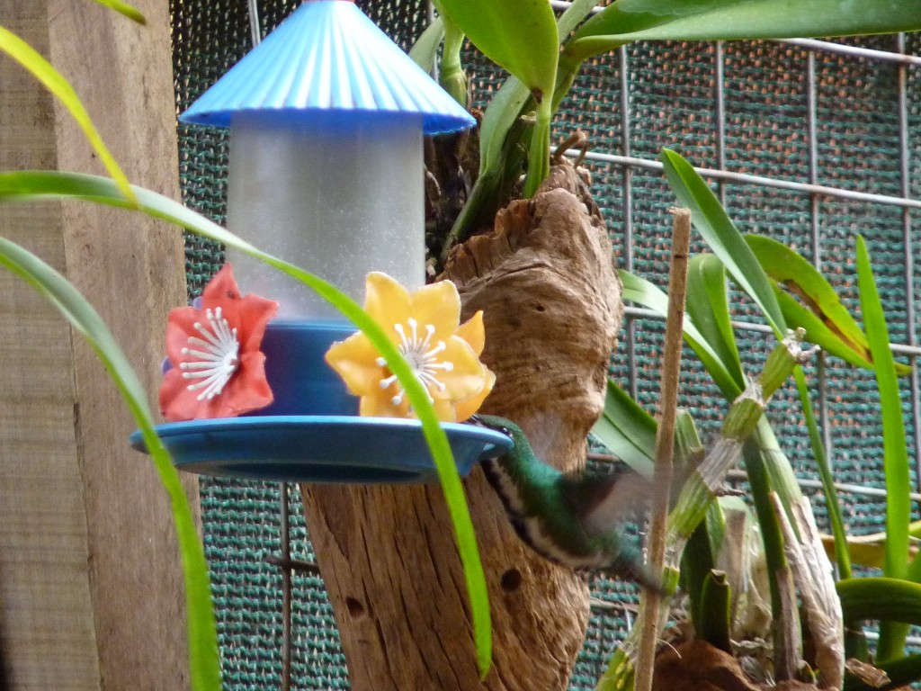 Foto: Orquidiario - Puerto Iguazú (Misiones), Argentina