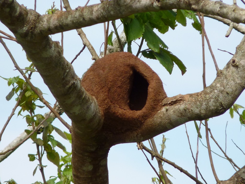 Foto: Costanera - Puerto Iguazú (Misiones), Argentina