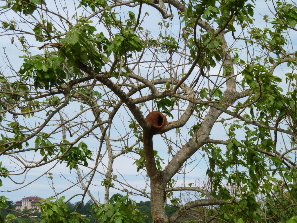 Foto: Costanera - Puerto Iguazú (Misiones), Argentina