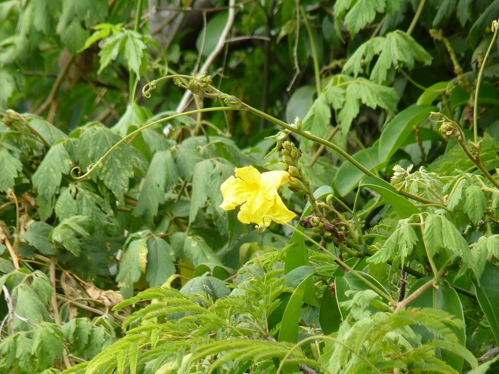 Foto de Puerto Iguazú (Misiones), Argentina