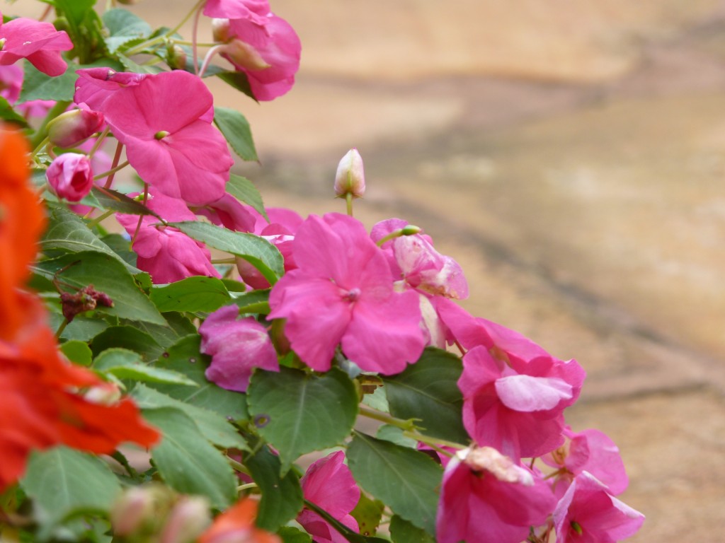 Foto de Puerto Iguazú (Misiones), Argentina