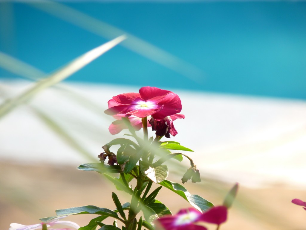 Foto de Puerto Iguazú (Misiones), Argentina