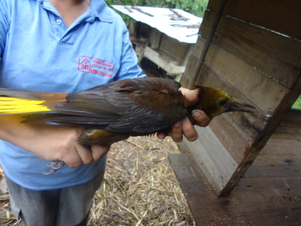 Foto: Ave - Shell (Pastaza), Ecuador