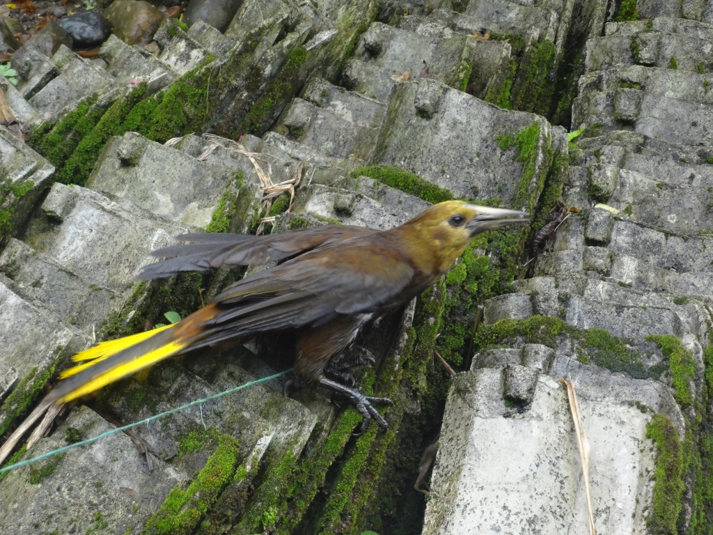 Foto: Ave - Shell (Pastaza), Ecuador