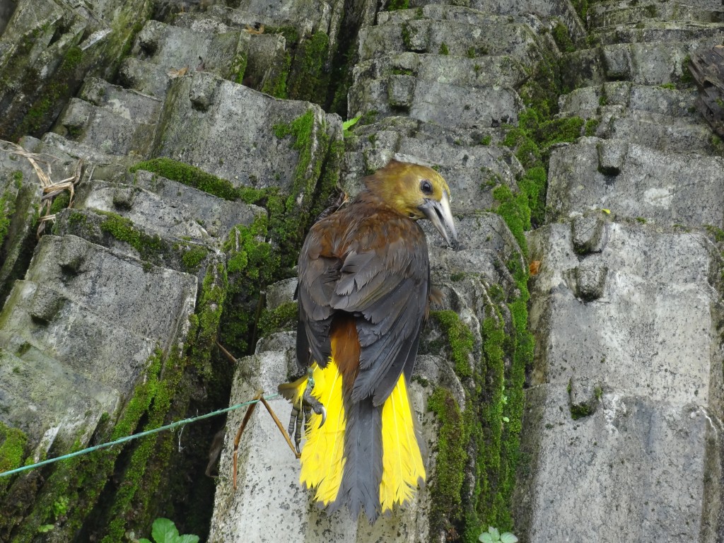 Foto: Ave - Shell (Pastaza), Ecuador