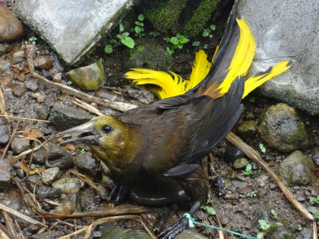 Foto: Ave - Shell (Pastaza), Ecuador