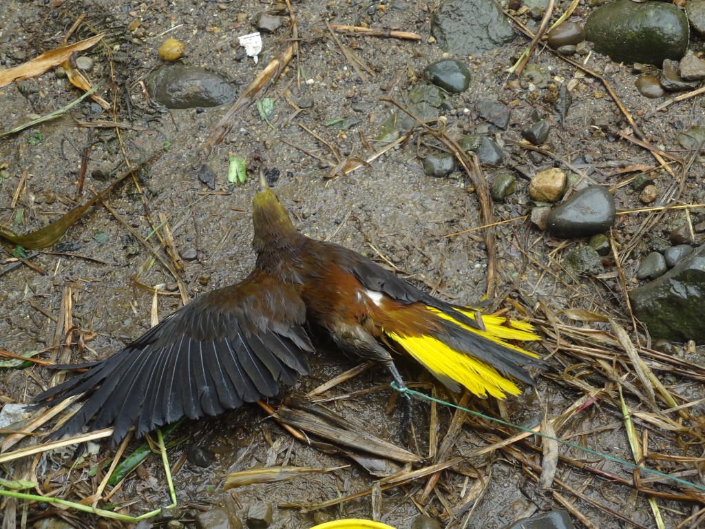 Foto: Ave - Shell (Pastaza), Ecuador