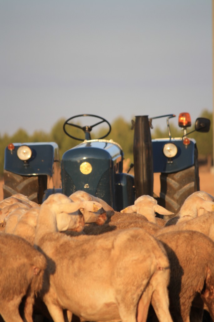 Foto: Lanz 40 "Pastoreando". Club Amigos de los Tractores Clásicos - Tembleque (Toledo), España