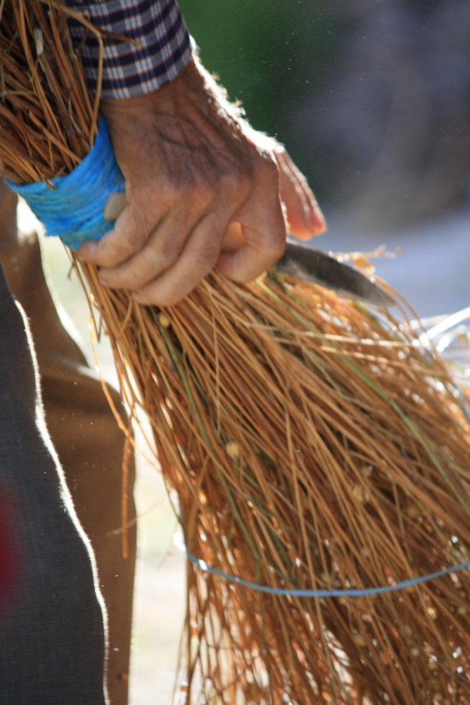 Foto: Haciendo Escobas - Tembleque (Toledo), España