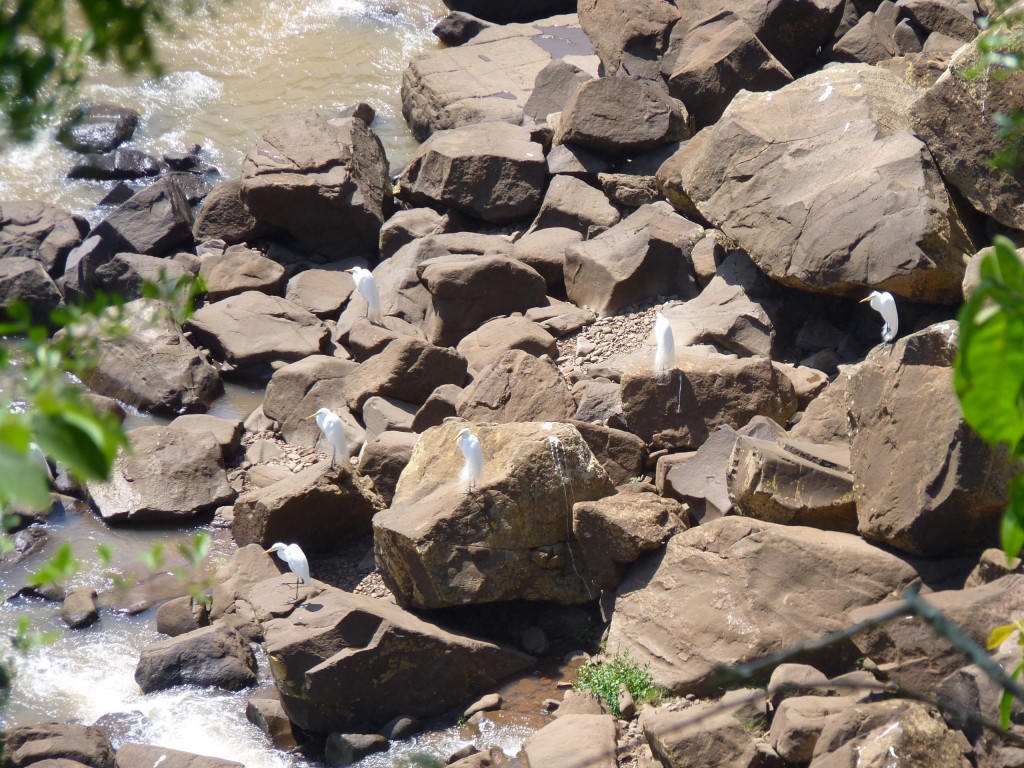 Foto: Río Iguazú. - Cataratas del Iguazú (Misiones), Argentina