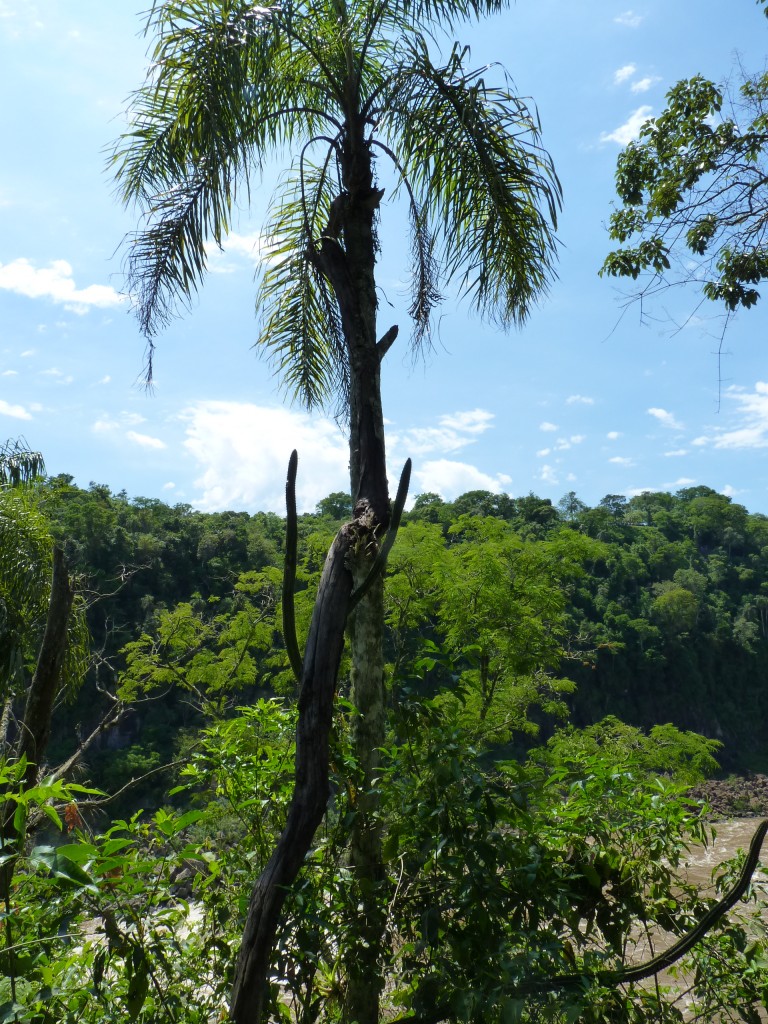 Foto: Río Iguazú. - Cataratas del Iguazú (Misiones), Argentina