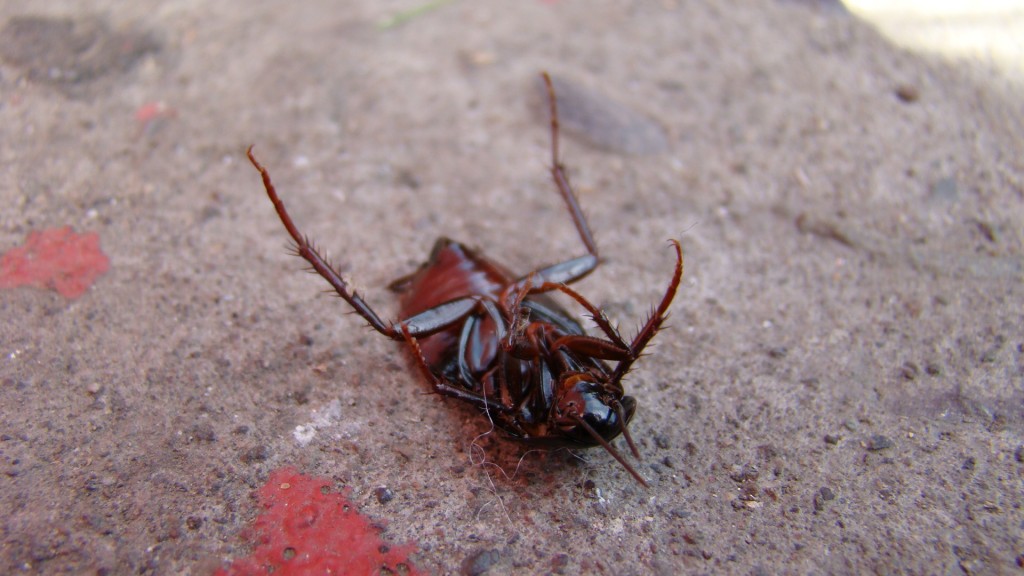 Foto de Santiago (Región Metropolitana), Chile