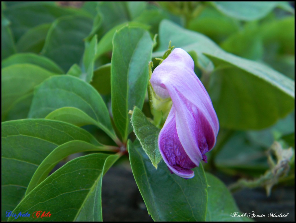 Foto de Santiago (Región Metropolitana), Chile