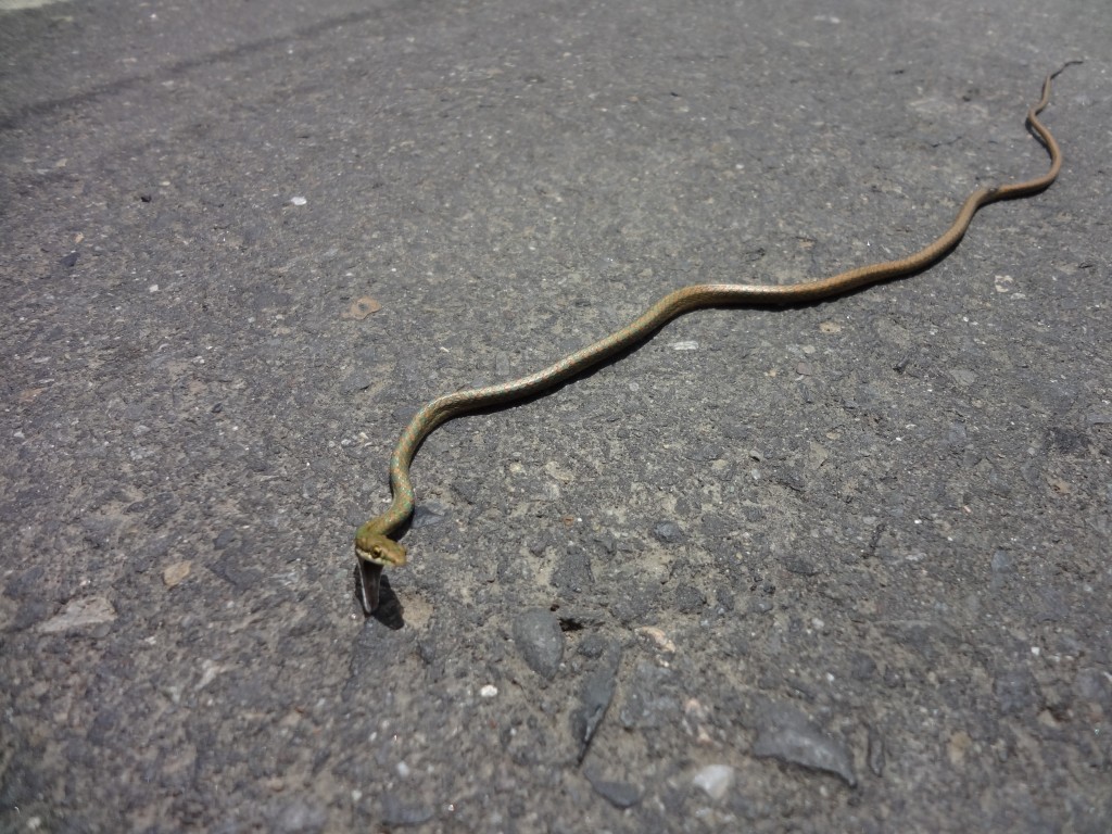 Foto: Serpiente. - Shell (Pastaza), Ecuador
