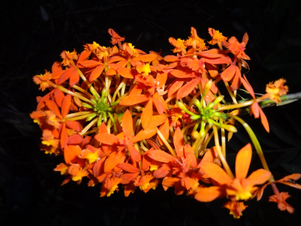Foto: Orquídea - Shell (Pastaza), Ecuador