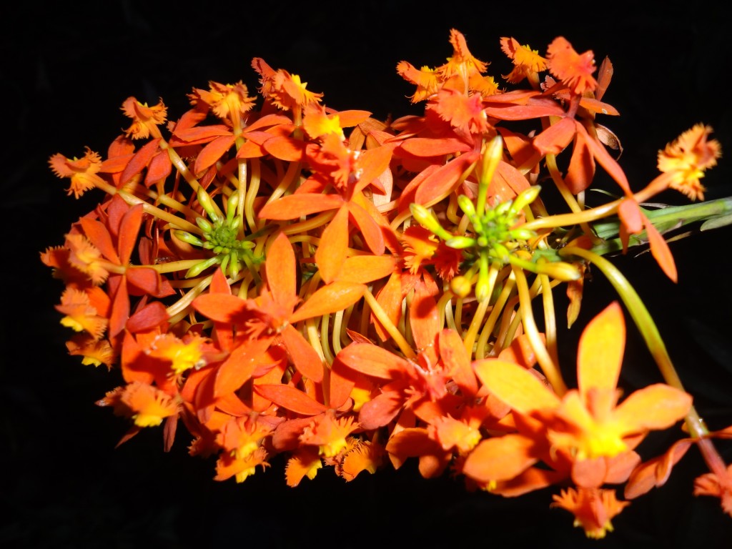 Foto: Orqídea - Shell (Pastaza), Ecuador