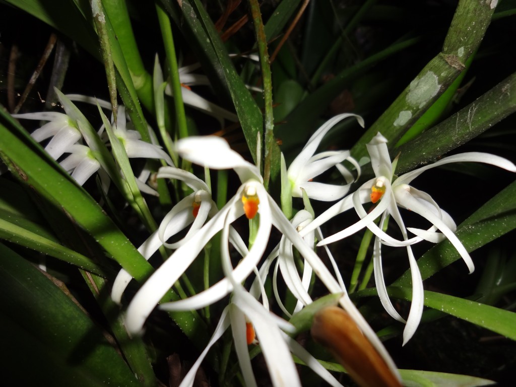 Foto: Orqídea - Shell (Pastaza), Ecuador