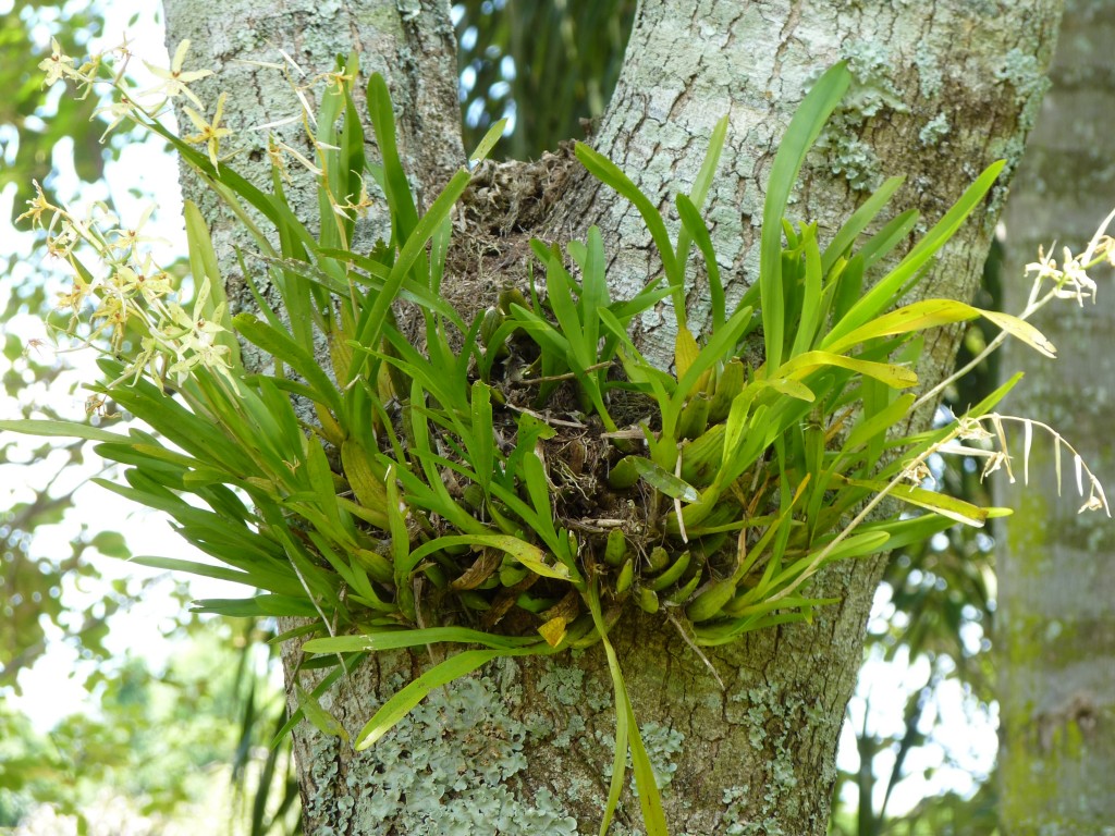 Foto: Parque Moconá - El Soberbio (Misiones), Argentina