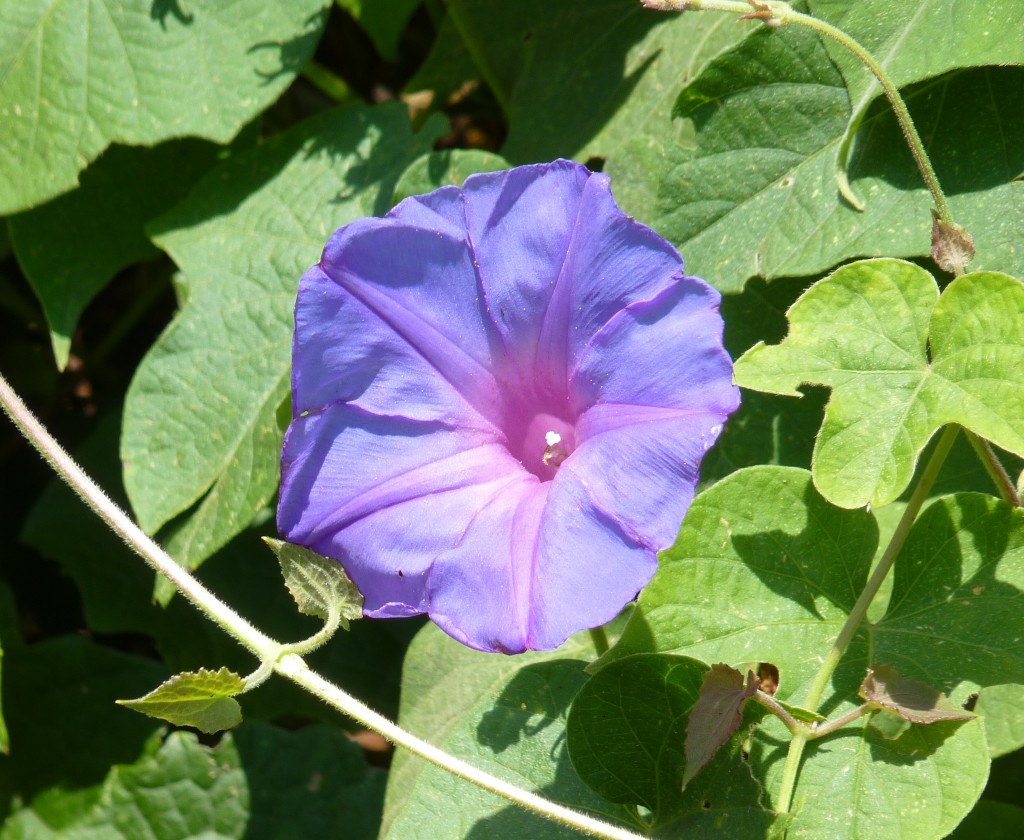 Foto: Parque Moconá - El Soberbio (Misiones), Argentina