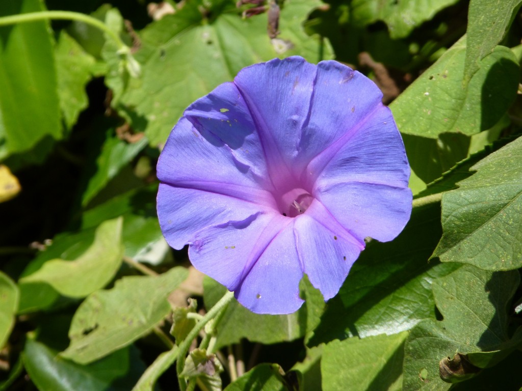 Foto: Parque Moconá - El Soberbio (Misiones), Argentina