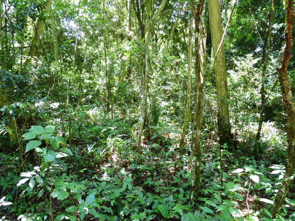 Foto: Parque Moconá - El Soberbio (Misiones), Argentina