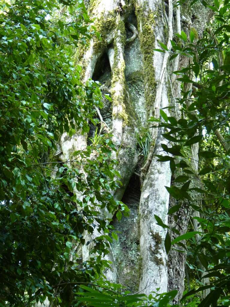 Foto: Parque Moconá - El Soberbio (Misiones), Argentina