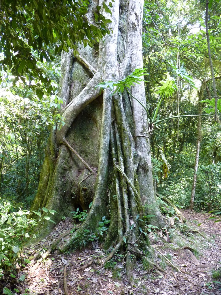 Foto: Parque Moconá - El Soberbio (Misiones), Argentina