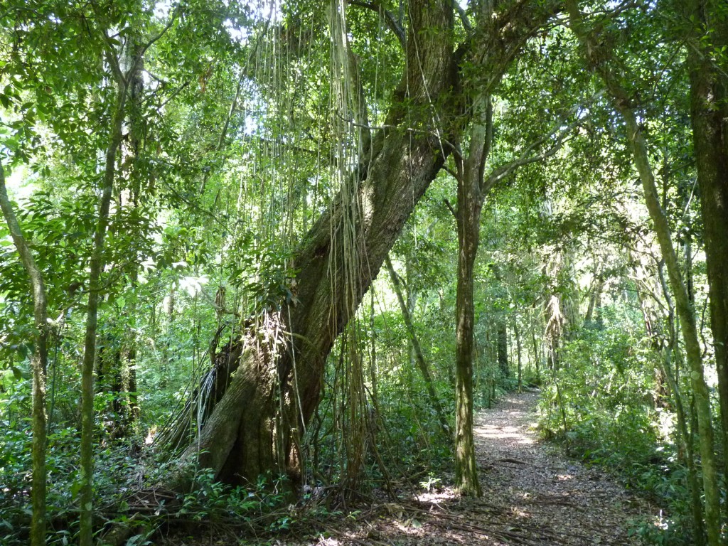 Foto: Parque Moconá - El Soberbio (Misiones), Argentina