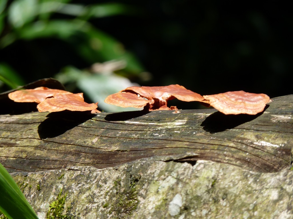 Foto: Parque Moconá - El Soberbio (Misiones), Argentina