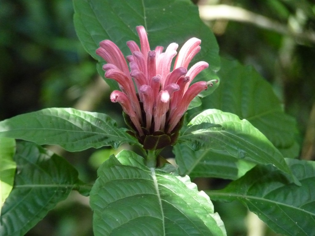 Foto: Parque Moconá - El Soberbio (Misiones), Argentina