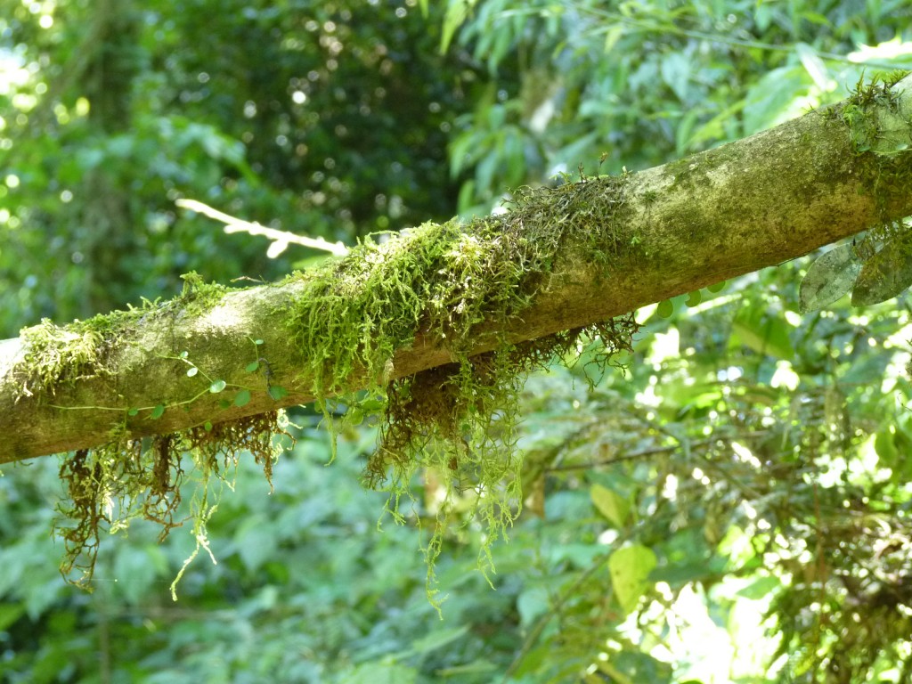 Foto: Parque Moconá - El Soberbio (Misiones), Argentina