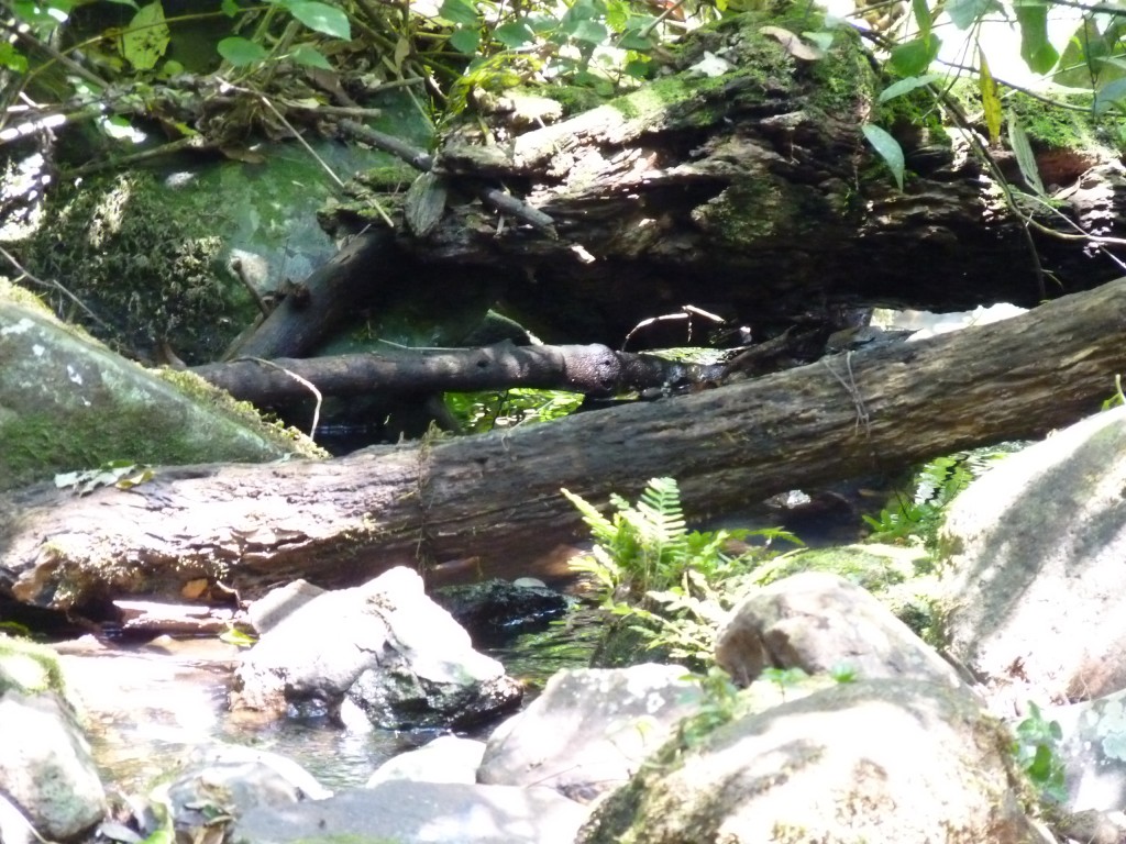 Foto: Parque Moconá - El Soberbio (Misiones), Argentina