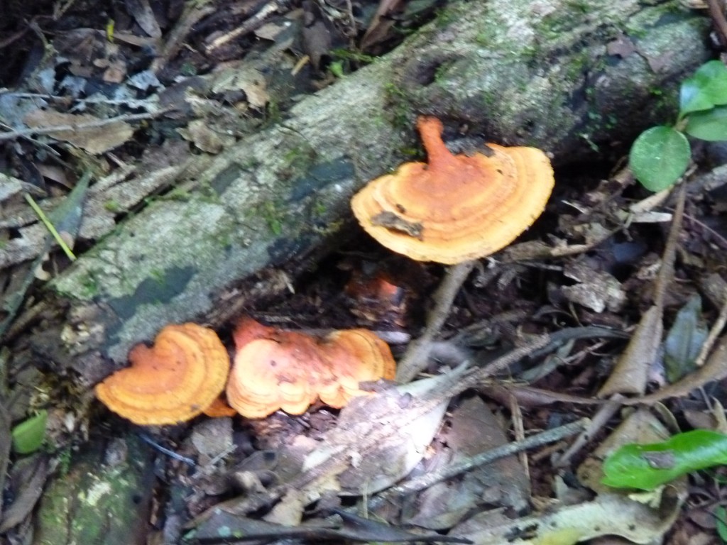 Foto: Parque Moconá - El Soberbio (Misiones), Argentina