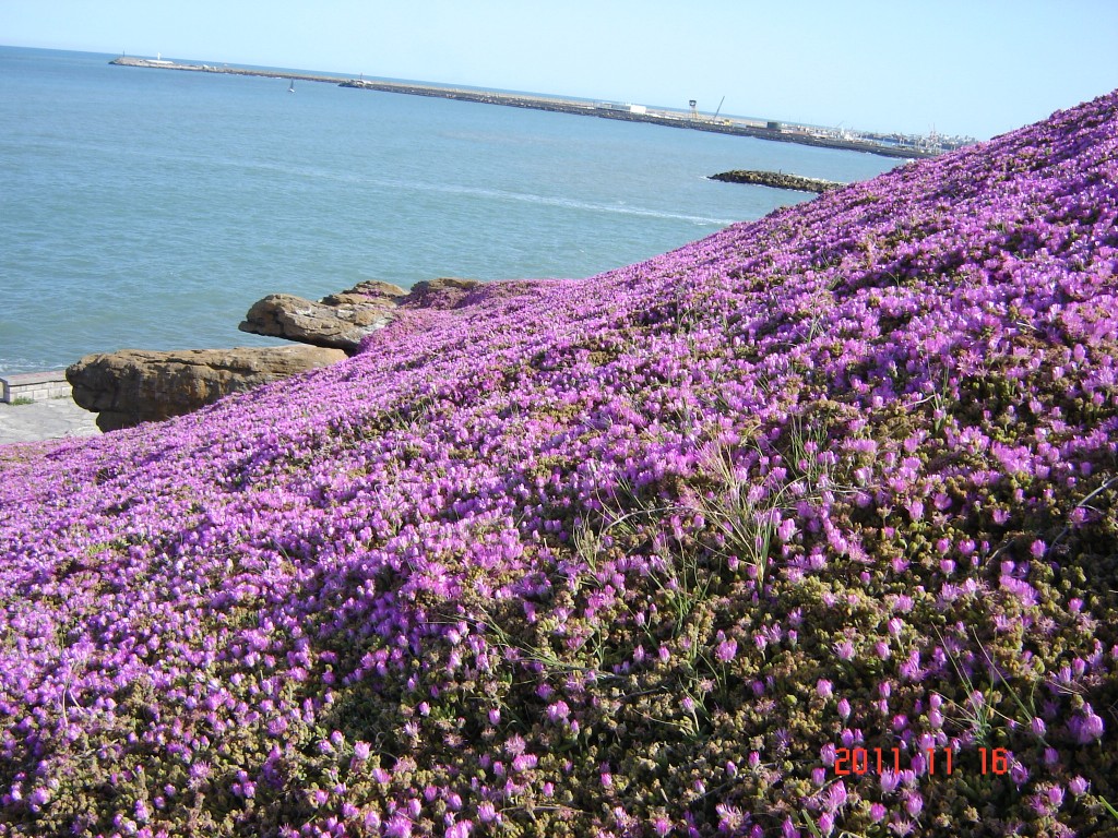 Foto: Playa chica - Mar del Plata (Buenos Aires), Argentina