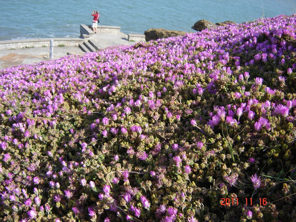 Foto: Playa chica - Mar del Plata (Buenos Aires), Argentina