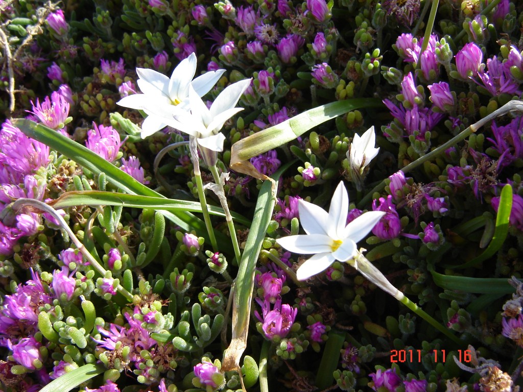 Foto: Playa chica - Mar del Plata (Buenos Aires), Argentina
